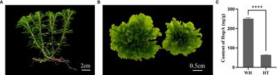 Combined transcriptome and widely targeted metabolome analysis reveals the potential mechanism of HupA biosynthesis and antioxidant activity in Huperzia serrata
